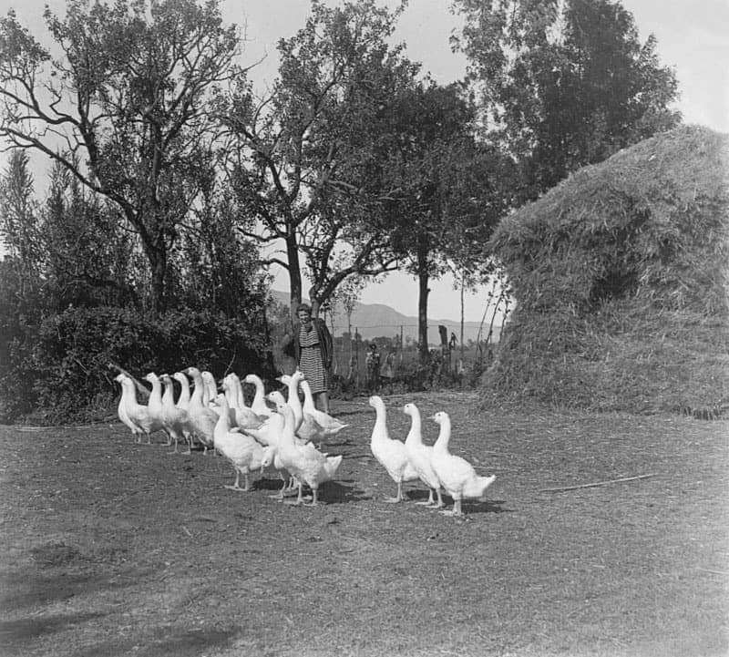 Historic photographs of the estate · 1920–1935